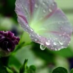 I colori della natura