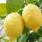 Un’amicizia al profumo di limone