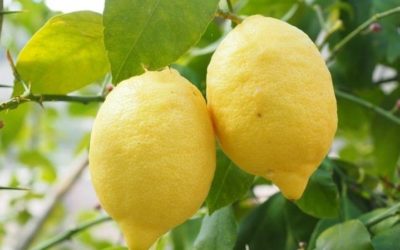 Un’amicizia al profumo di limone