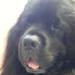 La misura  del dolore. Una piccola confessione: “mea culpa”