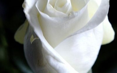 L’ occhiolino di Bianca