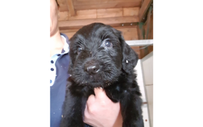 L’ ATTESA  DI UN CUCCIOLO  A CASA