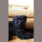 Il cucciolo è a casa