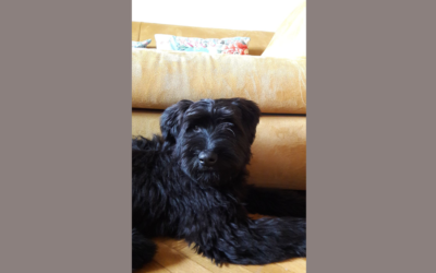 Il cucciolo è a casa