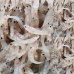 Sinarapan of the Philippines