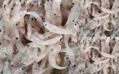 Sinarapan of the Philippines