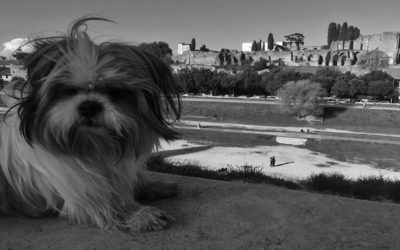 Al Massimo con Lulu’ Un giro a sei zampe per la città eterna