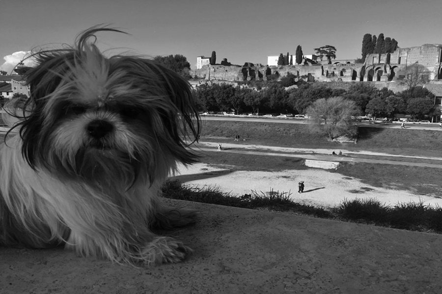 Al Massimo con Lulu’ Un giro a sei zampe per la città eterna