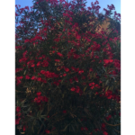 La “bambina irriducibile” di Péguy: c’è qualcosa di grande su cui contare quando l’orizzonte sembra sparire