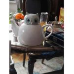 La civetta è ingrassata!