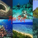 Apo Reef Natural Park