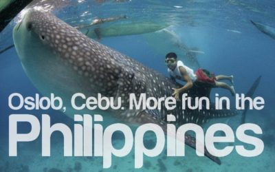 Oslob, Cebu Whale Sharks