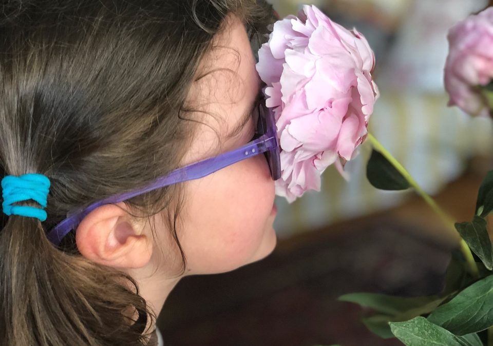 Peonia, la Regina di tutti i fiori