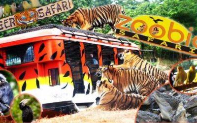 Zoobic Safari, Philippines