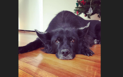 Null’altro ci è chiesto, se non resistere..