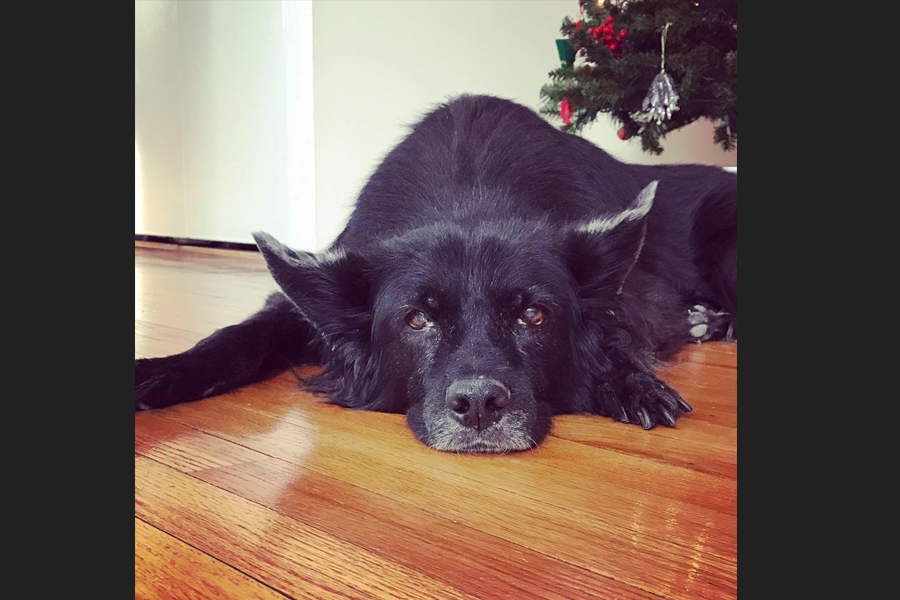 Null’altro ci è chiesto, se non resistere..