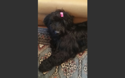 Ebony