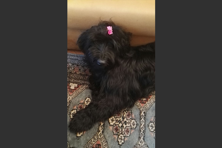 Ebony
