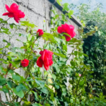 Se hai due pani, vendine uno e compra un fiore