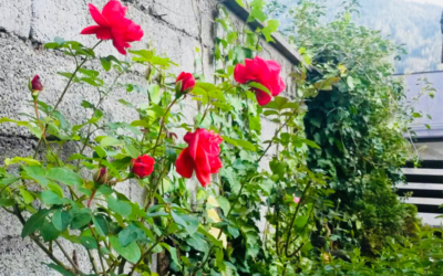 Se hai due pani, vendine uno e compra un fiore