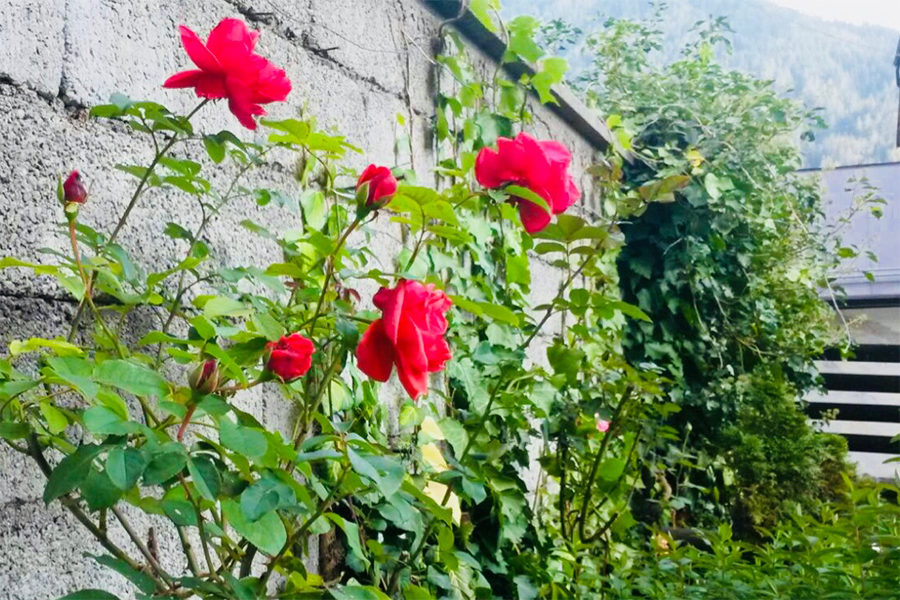 Se hai due pani, vendine uno e compra un fiore