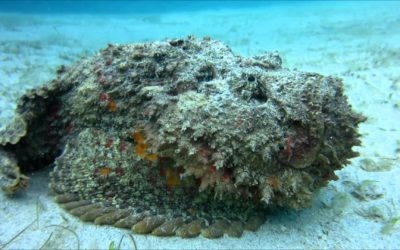 Stonefish in the Philippines