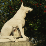 A PARIGI ANCHE IL CIMITERO DEGLI ANIMALI HA LA SUA STAR: RINTINTIN