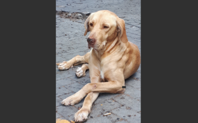 Negli occhi di Willy
