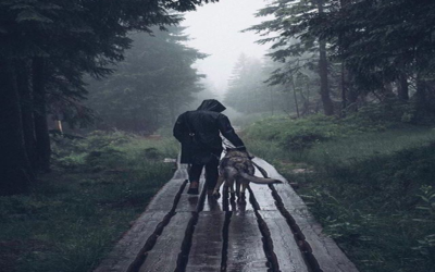 Il lupo Sitka