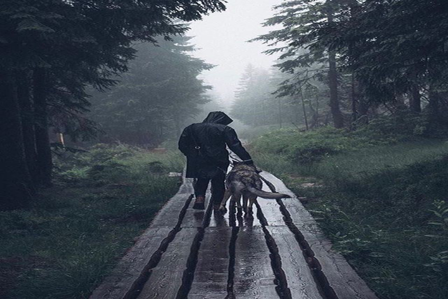 Il lupo Sitka