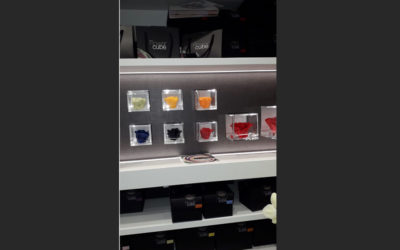 Una rosa semplicemente