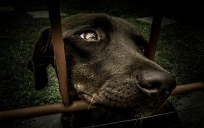 Cani e canetti, a Palermo c’è la Francy