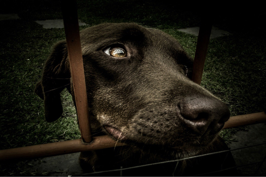 Cani e canetti, a Palermo c’è la Francy