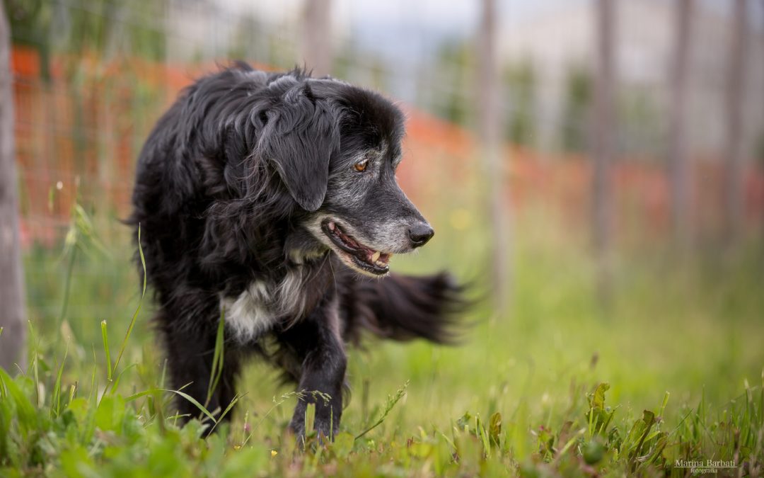 Cosa dovrebbe saper fare un cane?
