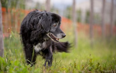 Cosa dovrebbe saper fare un cane?