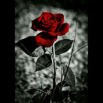 Le parole non bastano