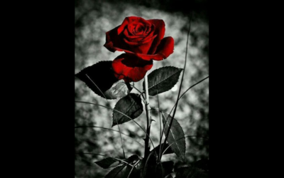 Le parole non bastano