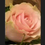 Da Roma con un fiore