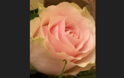 Da Roma con un fiore