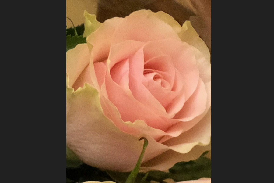 Da Roma con un fiore