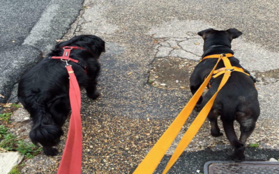 SIATE GENTILI CON I CANI PER STRADA