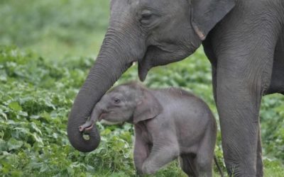 Kandy Esala Perahera – L’araliya degli elefanti