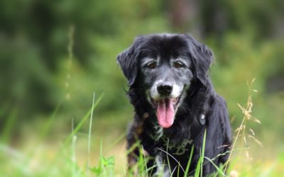 IN VACANZA A RITMO DI CANE