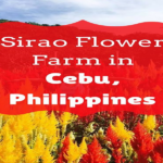 Sirao Flower Farm