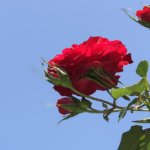 La Rosa non cantata di Borges