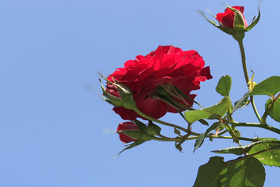 La Rosa non cantata di Borges