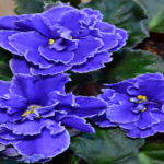 PIANTE DA APPARTAMENTO