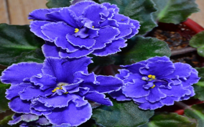 PIANTE DA APPARTAMENTO