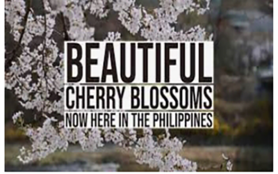 Sakura Park, Benguet