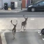 APRILE DA CONFINATI A PARIGI